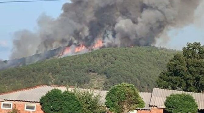 Harmancık'ta orman yangını